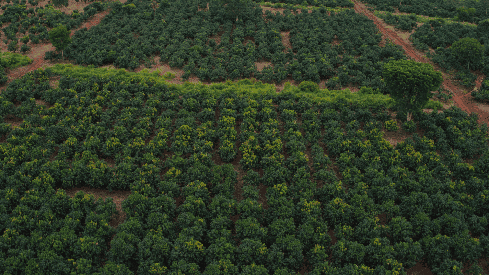 Bodukwan Farms in Kumasi Ghana